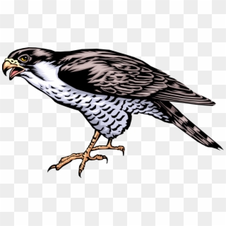 Vector Illustration Of Bird Of Prey Falcon Standing Clipart