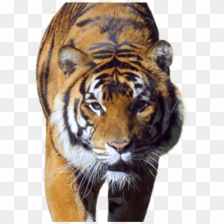 Tiger Side Image - Siberian Tiger Clipart