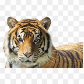 Tiger-foreground - Siberian Tiger Clipart