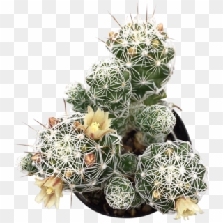 Thimble Png , Png Download - Hedgehog Cactus Clipart