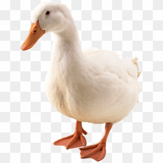 Duck Png Image - Гусь Пнг Clipart