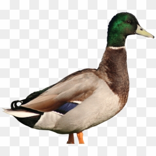 Pato - Mallard Clipart