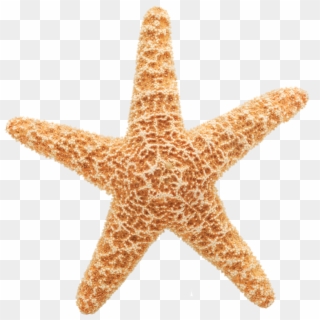 Starfish - Starfish With No Background Clipart