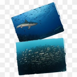 Darwin And Wolf Galapagos - Shark Clipart
