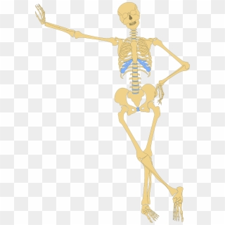 Skeleton Human Skull Bone Bones Png Image - Skeleton Leaning Clipart