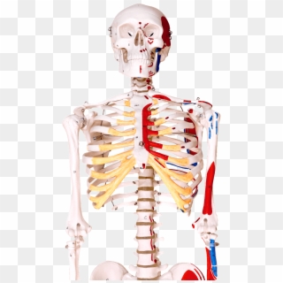 Bones In Human Body - Illustration Clipart