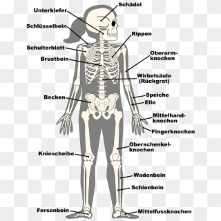 Human Bones With Contour Labelled - Illustration Clipart