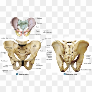 The Pelvic Girdle Attaches The Lower Limbs To The Axial - Pelvis Of The Adult Male Clipart