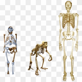 Compare Lucy With Both Human And Chimp - Lucy Skeleton Vs Human Clipart