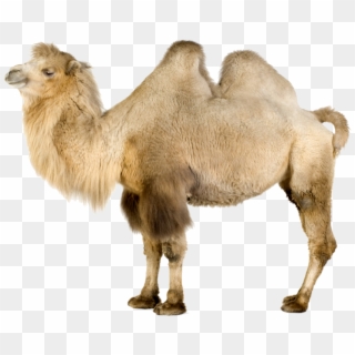 Png File - Bactrian Camel White Background Clipart