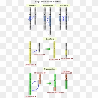 File - Chromosomes Mutations-en - Svg - Types Chromosomal Mutations Clipart