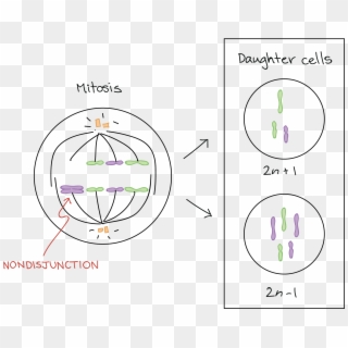 Aneuploidy Chromosomal Rearrangements Article Khan - Mitosis Clipart