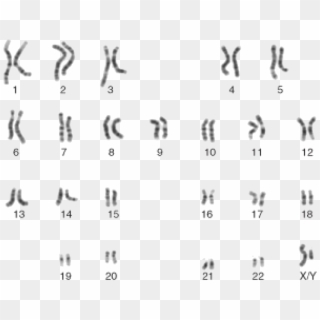 The 24 Human Chromosomes - Male Karyotype Clipart