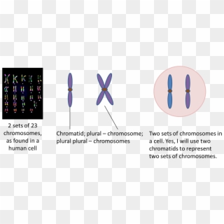 Two Sets Of Chromosomes - Chromosomes Clipart