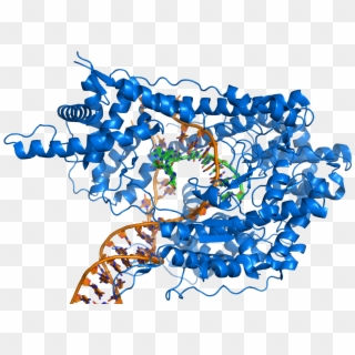 T7 Rna Polymerase At Work - T7 Rna Polymerase Has A Single Subunit Clipart