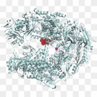Alpha-amanitin Rna Polymerase Ii Complex 1k83 - Rna Polymerase Ii Inhibition Clipart