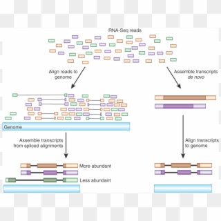 Rna-seq Analysis - Mapping Transcripts To Genome Clipart