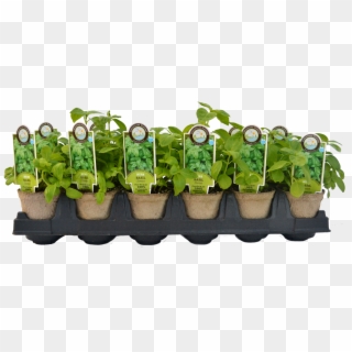 Vegetable Plants Png - Starter Plants Clipart