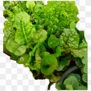 #vegetable Plants#vegetables - Chard Clipart