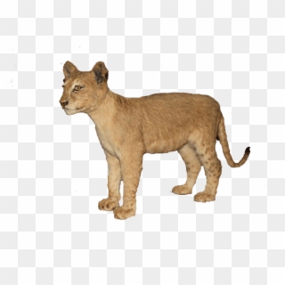 Brown Full Mount - Lion Clipart