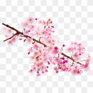 Hana In An Insta - Cherry Blossom Clipart