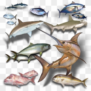 Game Fish Icon Clipart