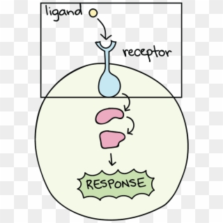 Stages Of Signal Transduction - Cellular Response Clipart