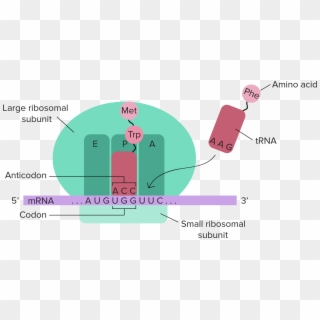 Stages Of Translation Article Khan Academy - Dna Translation Diagram Labeled Clipart