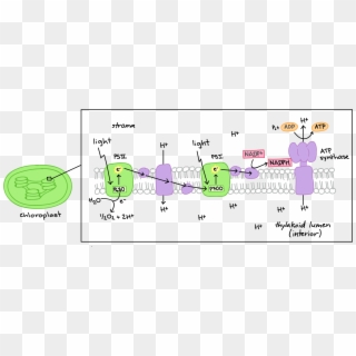 Khan Academy Organic Chemistry Resume Symbols Sweet - Electron Transport Chain Diagram Clipart
