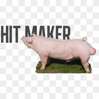 Direct Hit X Whammy - Domestic Pig Clipart