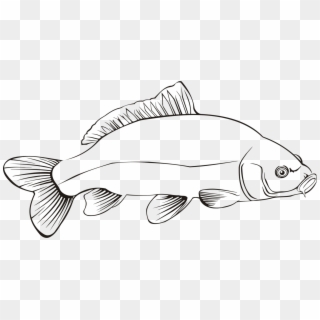 Freshwater Fish Carp Line Art Fresh Water Clipart
