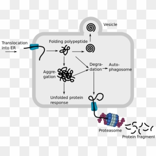 Endoplasmic Reticulum Associated Protein Degradation - Erad Protein Clipart