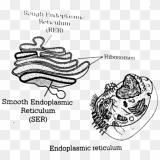Smooth Endoplasmic Reticulum (ser) It Is Smooth Because - Illustration Clipart