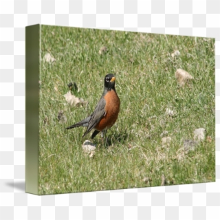 Image - Robin Clipart