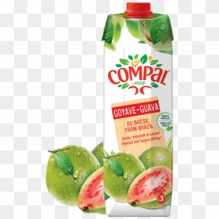 Compal Guava Clipart