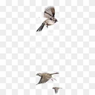 Flying Bird Png - Sparrow Bird Clipart