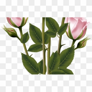 White And Pink Rose Bouquet Transparent Png Clip Art - Evergreen Rose