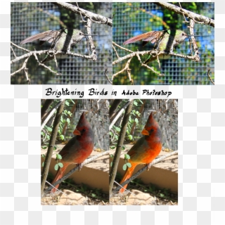 Color Correction In Photoshop - Northern Cardinal Clipart