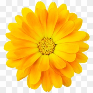 #yellow #bloom #frame #flower #border #flowers #white - Yellow Bloom Flower Png Clipart
