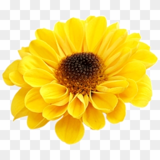 #yellow #bloom #frame #flower #border #flowers #white - Barberton Daisy Clipart