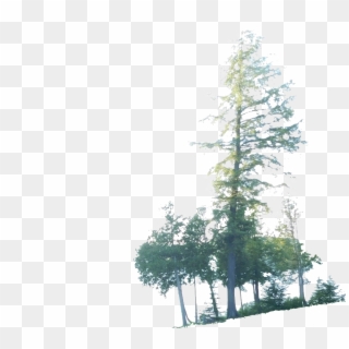Posted In Photography, Random, Resources, Technology - Red Pine Clipart