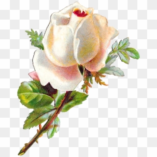Rose Flower Floral Shabby Chic Image Clipart Digital - Clip Art - Png Download
