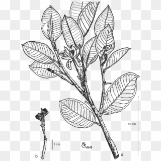 Magnolia Sulawesiana Brambach, Noot - Line Art Clipart