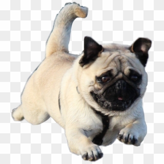 #pug #jumping #dog #freetoedit - Pug Clipart