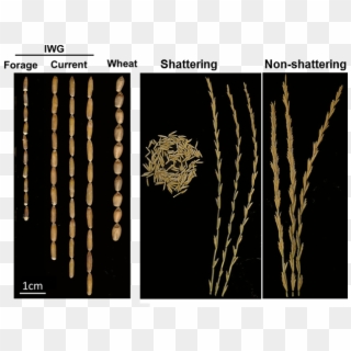 Seeds And Seedheads Of Intermediate Wheatgrass - Thinopyrum Intermedium Seeds Clipart