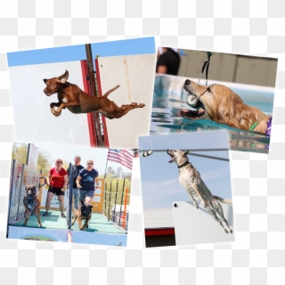 This Is Dockdogs - Dog Catches Something Clipart