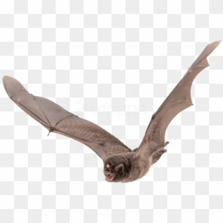 Download Large Images Background - Bat Flying Clipart