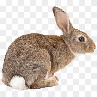 Animals - Rabbit Transparent Clipart