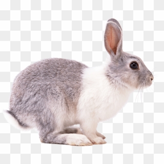 Rabbit White Gray Png - Snowshoe Hare Png Clipart