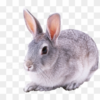 Free Png Gray Rabbit Png Images Transparent - Rabbit Transparent Background Clipart